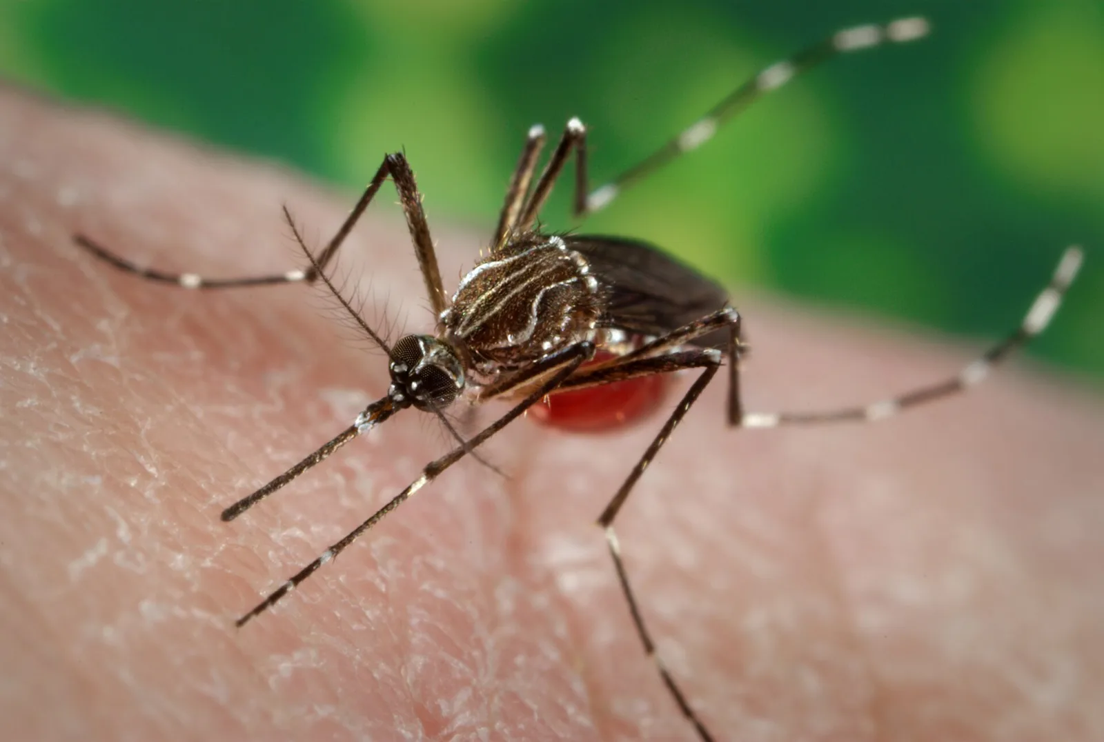 An Aedes aegypti mosquito, the species that spreads dengue, feeding on a person's skin.