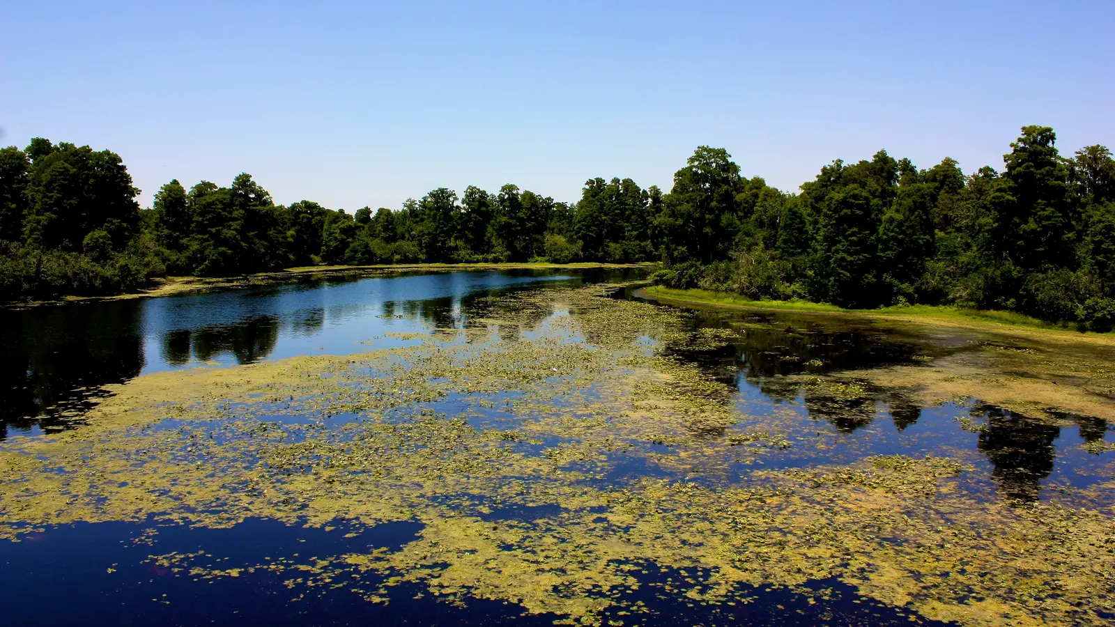 Lettuce Lake at Lettuce Lake Conservation Park, south of Wesley Chapel