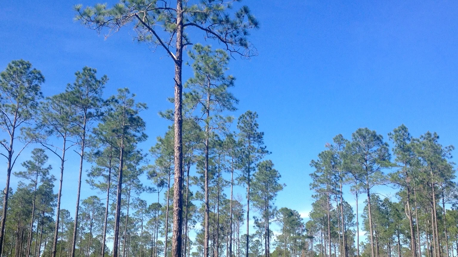 Tall pines at Flatwoods Park, as labeled by the photographer