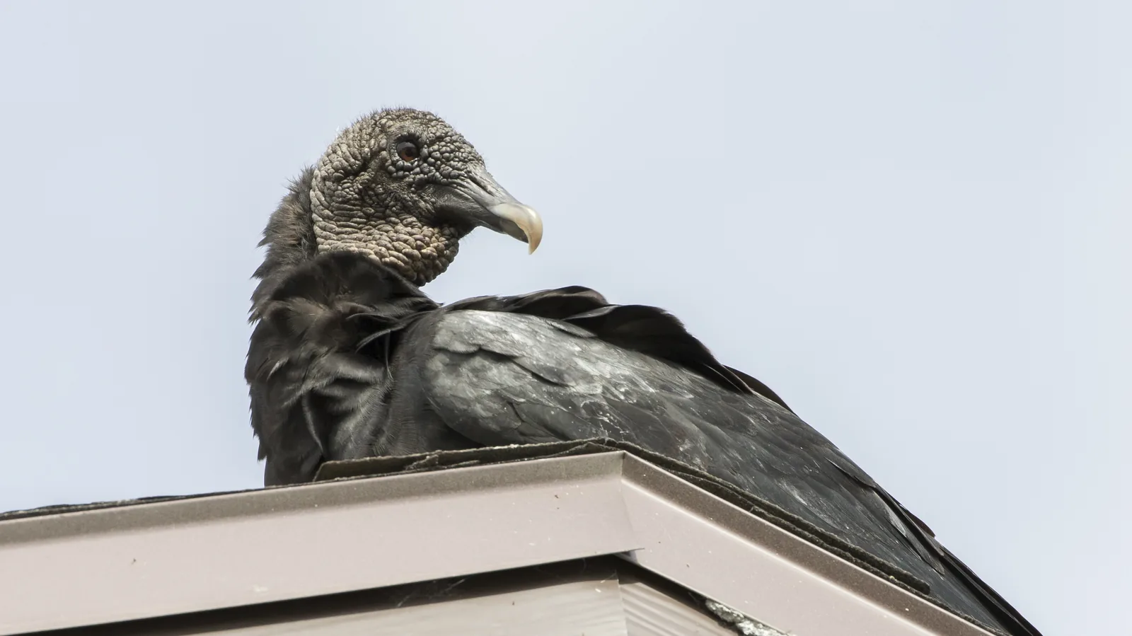 A black vulture perched on a rooftop in Wesley Chapel