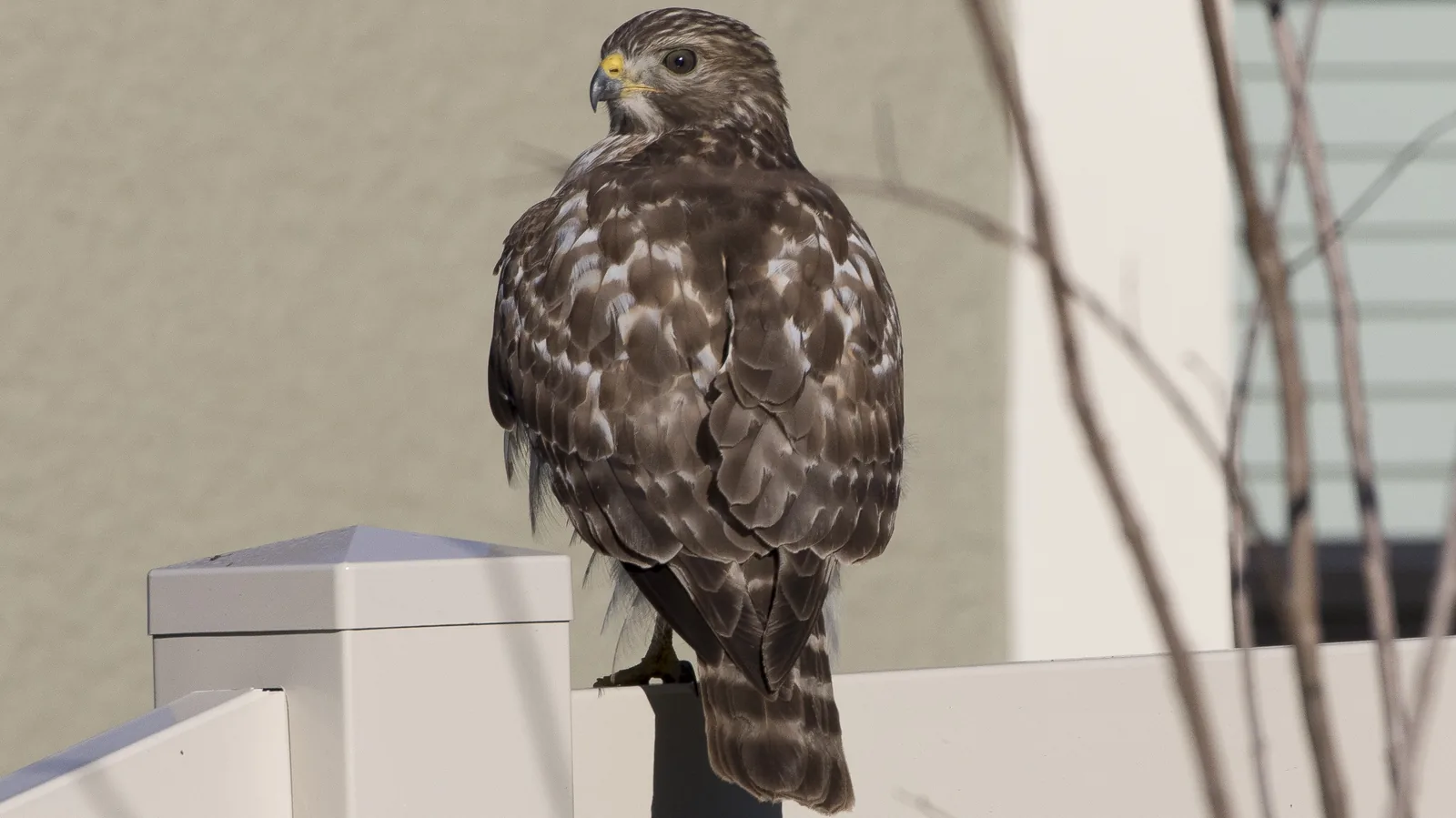 A young red-shouldered hawk on a backyard fence in Wesley Chapel