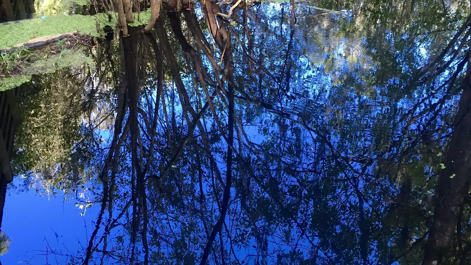 Trees reflected in the water at Lettuce Lake Conservation Park, which added two new playgrounds in 2024