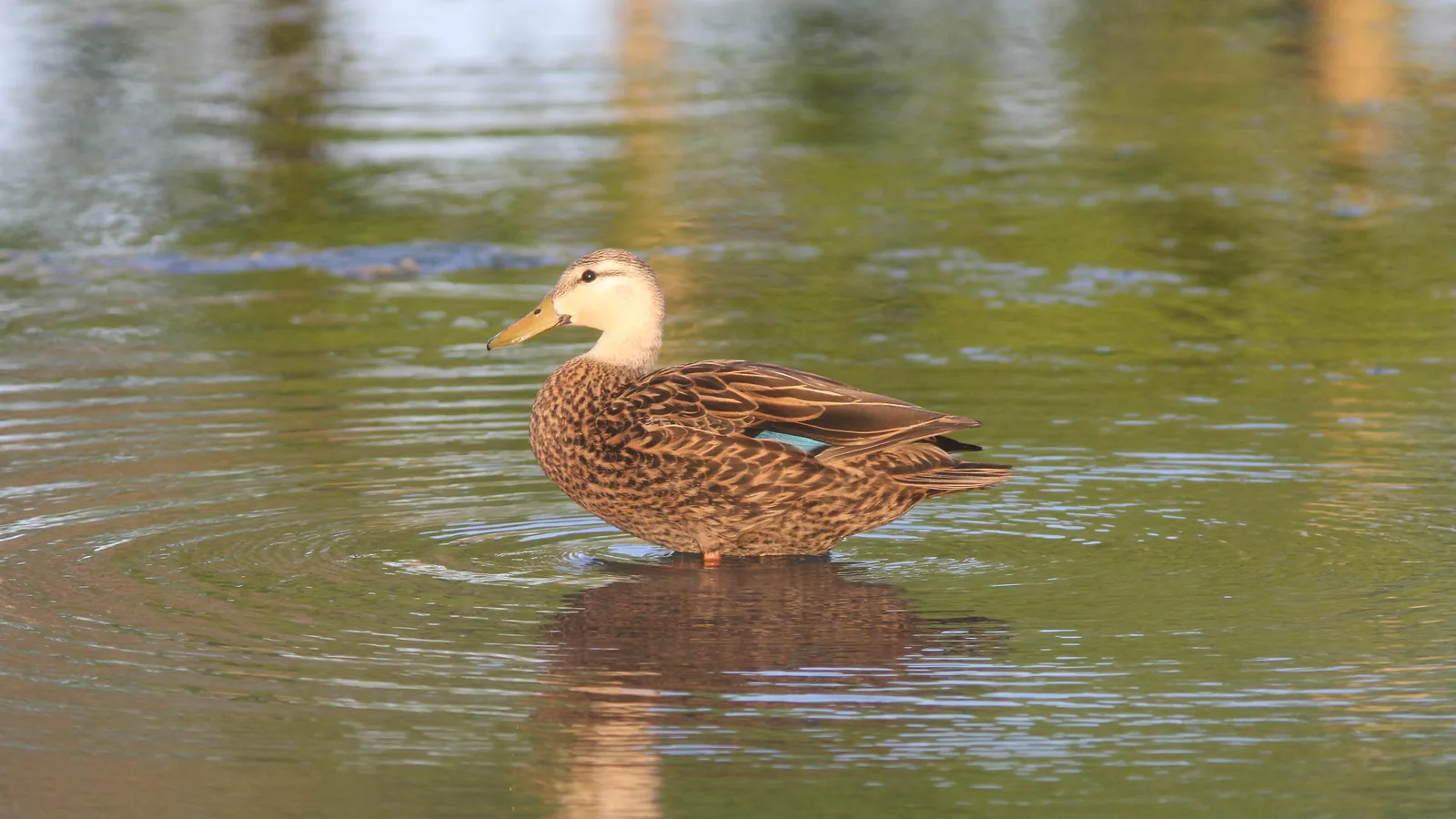 A mottled duck on a pond in Wesley Chapel