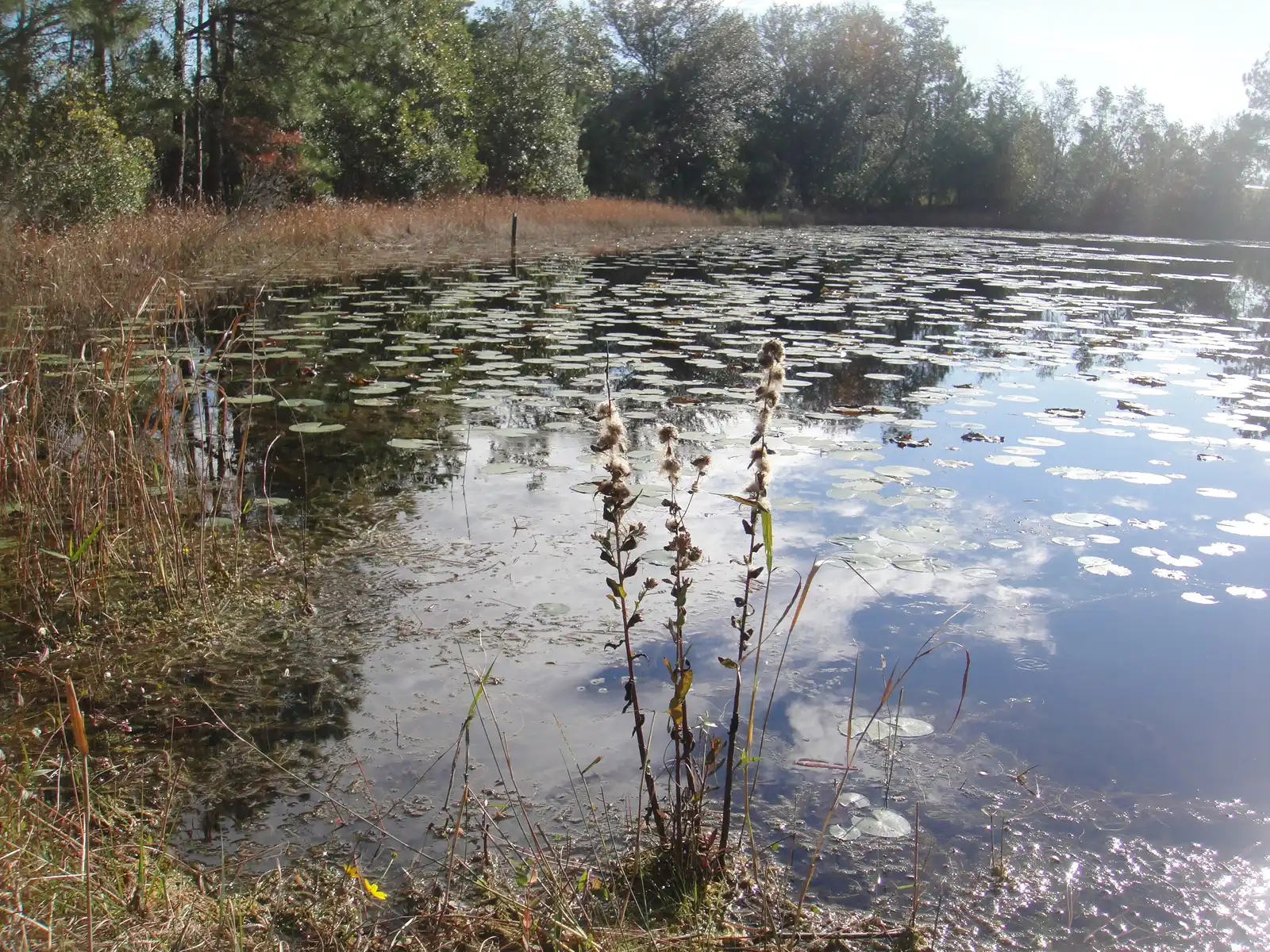 A pond near the entrance to Cypress Creek Preserve in Land O' Lakes, west of Wesley Chapel