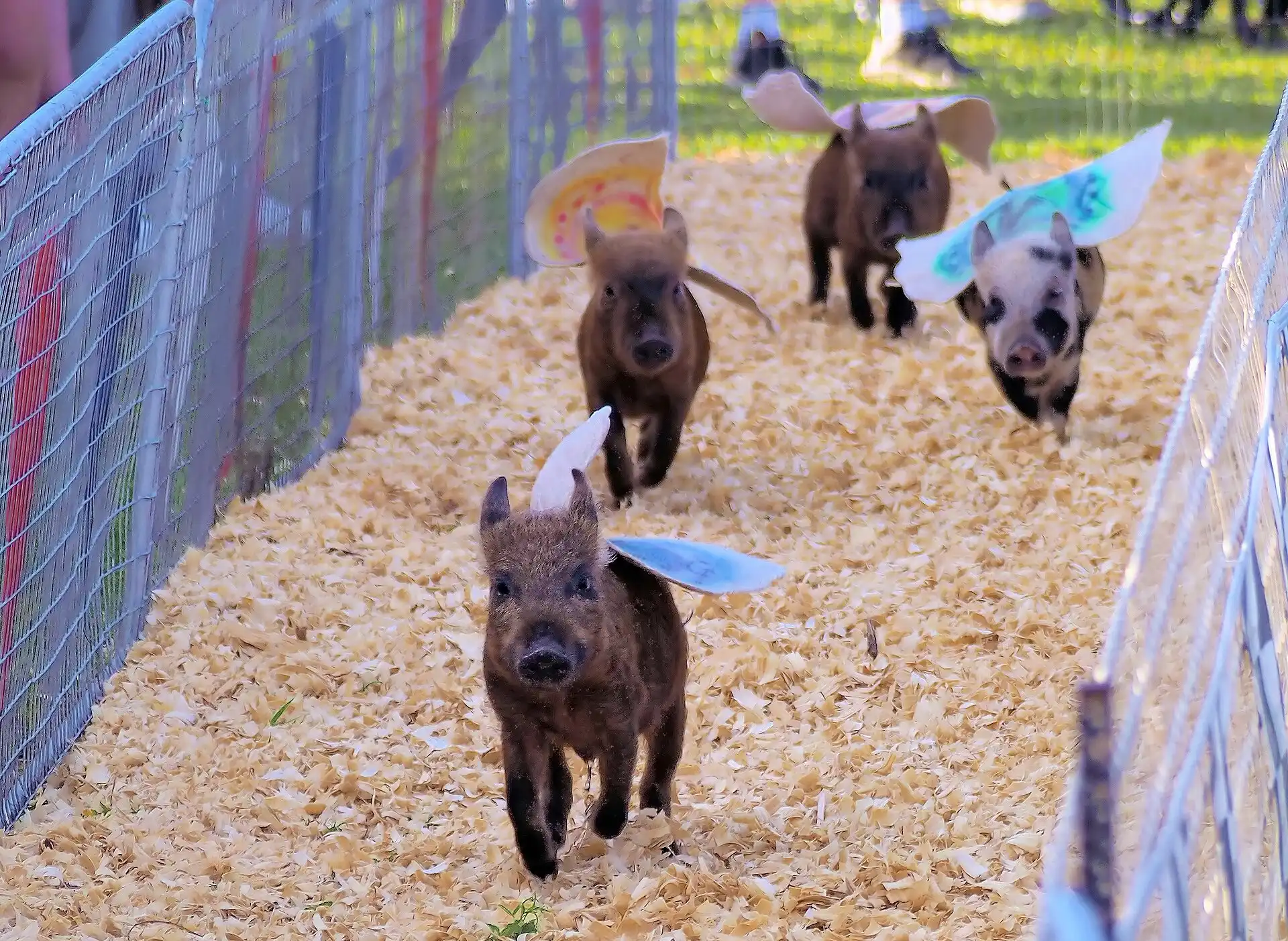 Piglets in paper wings race down a wood-shaving track at the Pasco County Fair in Dade City, Fla.