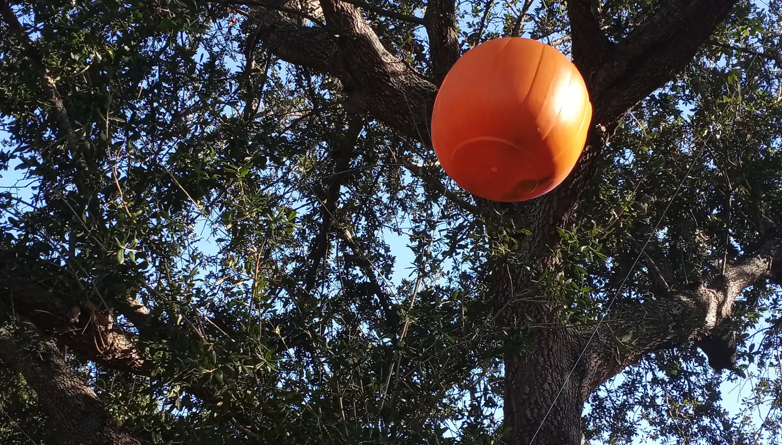A plastic jack-o'-lantern trick-or-treat bucket hung in a live oak in St. Petersburg